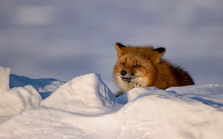 Картинка зима, взгляд, сугробы, лежит, снег, рыжая, морда, лиса