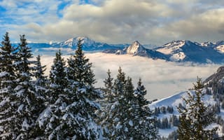 Картинка зима, облака, снега, ели, горы, деревья, Альпы, природа, Швейцария