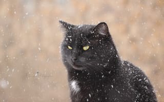 Обои зима, кот, снег, взгляд