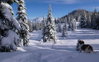 Картинка North Cascades, бигль, ели, Canada, зима, Канада, British Columbia, Cascade Range, Каскадные горы, снег, Чилливак, собака, горы, Chilliwack, деревья, Британская Колумбия, лес