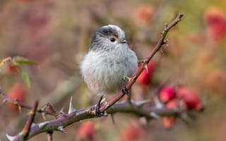 Картинка деревья, ветки, птица, птичка