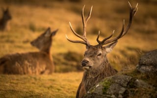 Картинка морда, природа, портрет, олень