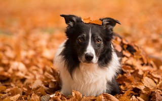 Картинка осень, морда, собака, бордер-колли, листья, природа