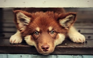 Картинка Финский лаппхунд, взгляд, собака, морда