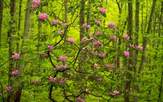 Картинка лес, деревья, Западная Виргиния, рододендрон, Babcock State Park, цветки, West Virginia, Парк Бэбкок