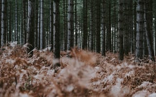 Картинка лес, деревья, папоротник, сухой, природа