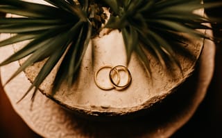 Картинка любовь, кольца, растение, золотые, свадебные, свадьба