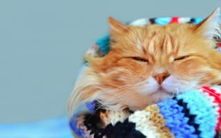 Картинка кот, теплый, cat, размытость, взгляд, шарф, хитрюга, прищурился, рыжий, котяра, , завернулся, отдых, боке, мордочка, усы, яркий