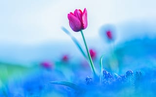 Обои цветок, голубой, мускари, цветы, бутон, размытие, тюльпан, весна, небо, розовый