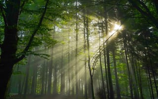 Картинка лес, солнце, туман, ветки, свет, лучи, природа, деревья