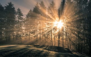 Картинка лес, солнце, деревья, природа, туман, ветки, лучи, свет