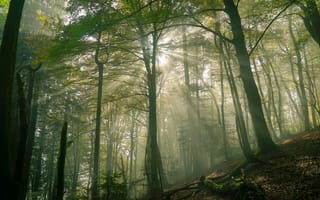 Картинка лес, лето, деревья, лучи, солнце, природа, свет, ветки