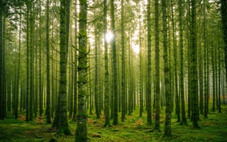 Картинка лес, солнце, сосна, бор, ствол, свет, ветки, деревья