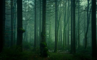 Картинка лес, деревья, туман, зеленые тона, сосна, ветки, ствол, полумрак