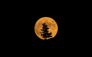 Картинка Moon, дерево, затмение, луна, спутник, силуэт