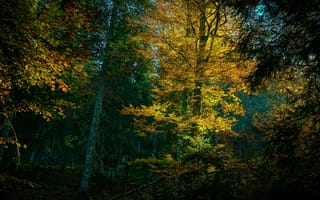 Картинка осень, лес, желтые листья, золотая осень, листва, деревья, ветки