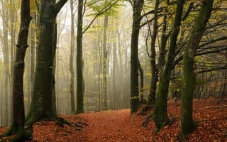 Картинка осень, лес, ветки, туман, листва, деревья, аллея, листопад