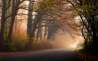 Обои дорога, листва, туман, деревья, осень, лес, листья