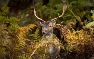 Картинка морда, заросли, олень, папоротник, портрет