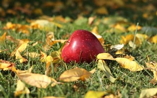 Картинка Трава Листья, Осень, Природа, Яблоко