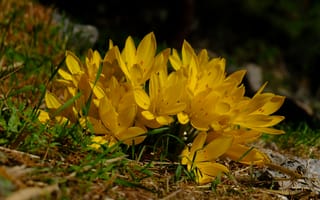 Картинка flower, nature, 4k, Greec, Yellow