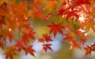 Картинка клен, багрянец, листья, осень, краски