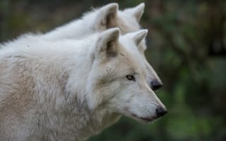 Картинка белый, полярный, пара, волки, портрет, два, волк, полярные, два волка, морда, профиль