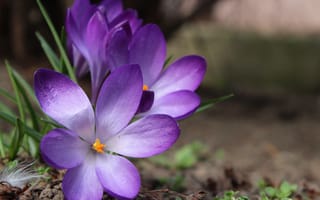 Картинка Цветы, Крокусы, Фиолетовый