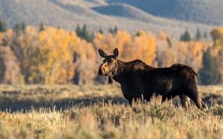 Картинка осень, природа, лось, лосиха