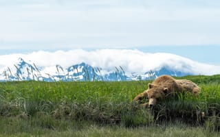 Картинка трава, лежит, медведь, поза, отдых, горы