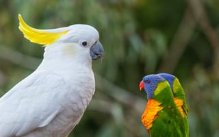 Картинка какаду, попугаи, лорикеты, птицы, босс, многоцветный лорикет
