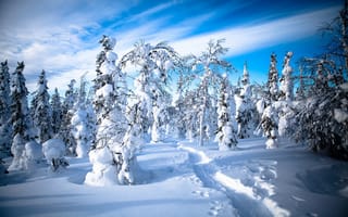 Картинка Lapland, Лапландия, тропинка, Финляндия, зима, Finland, деревья, следы, лес, снег