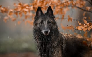 Обои собака, ветки, дождь, листва, природа, осень, морда, взгляд, портрет