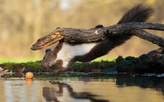Картинка вода, ветки, орехи, поза, утрата, отражение, белка, природа