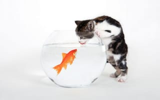 Картинка Котенок, белый, рыбка, аквариум