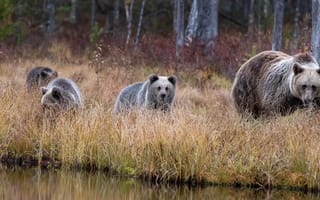 Картинка лес, природа, прогулка, медведь, медвежонок, медведица