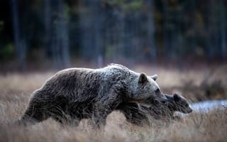 Картинка лес, природа, профиль, медвежонок, медведь, прогулка, медведица