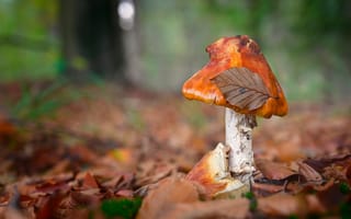 Картинка осень, лес, листок, грибы, боке, поляна, трава, листва