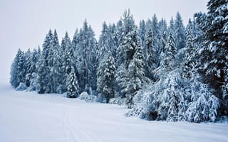 Картинка зима, дорога, колея, снег, ели, сугробы, лес