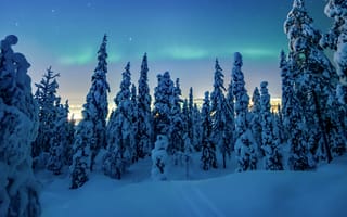 Картинка зима, лес, снег, сугробы, природа, деревья