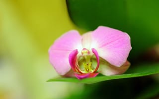 Картинка Цветы, Лепестки, Крупным планом, Орхидея