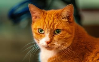 Картинка кошка, рыжая, мордочка, портрет, взгляд