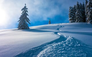 Картинка зима, снег, Berchtesgaden Alps, ели, деревья, Salzburgerland, Austria, Австрия, Берхтесгаденские Альпы, сугробы, Зальцбургерланд