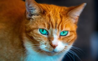 Картинка кошка, зелёные глаза, взгляд, котейка, кот, рыжий, мордочка, портрет