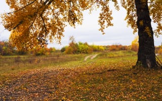 Картинка Природа, tree, path, листва, дорожка, fall, nature, дерево, autumn, leaves, осень