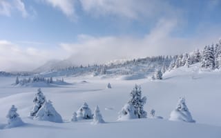 Картинка зима, снег, деревья, Banff National Park, Канада, сугробы, Альберта, ели