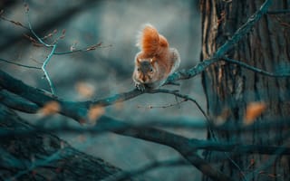 Картинка ветки, природа, дерево, белка, грызун