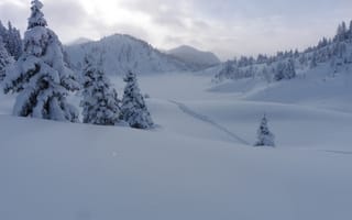 Картинка зима, снег, Канада, деревья, горы, следы, ели, сугробы