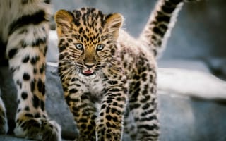 Обои леопард, котёнок, детёныш, дикая кошка