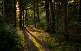 Картинка лес, Германия, Kräherwald, дорожка, солнечный свет